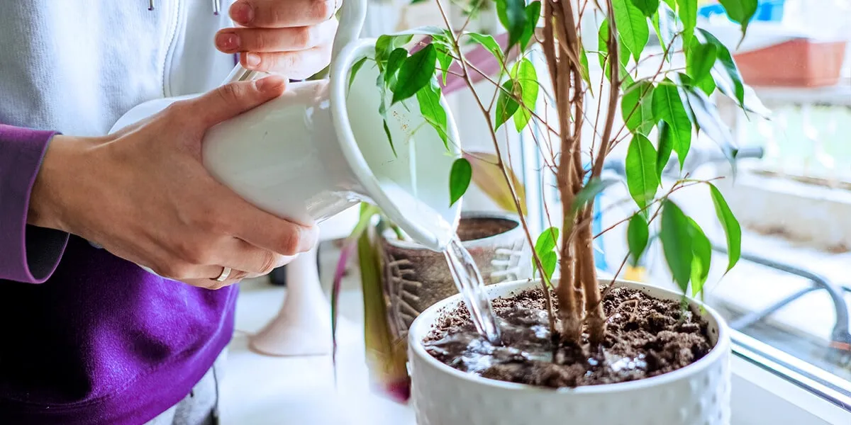آب مقطر(آب نرم) وباید ها ونبایدهایی در آبیاری گیاهان با آنDistilled water (soft water) for watering plants
مجموعه تولیدی سیدوس ,تولید کننده گلدان پلاستیکی سیدوس ,بیش از 120نوع, اعم از گلدان استوانه ای پلاستیکی سیدوس,گلدان الماسی پلاستیکی سیدوس,گلدان مربعی پلاستیکی,گلدان مثلثی پلاستیکی,گلدان گرد پلاستیکی ,باکس مستطیلی,در اندازه های کاکتوسی تا درختچه ای