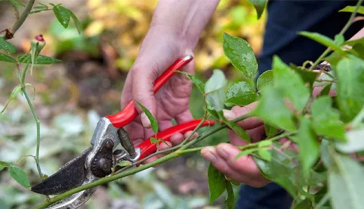 Himalayan honeysuckle,Leycesteria Formosa,پیچ امین الدوله
