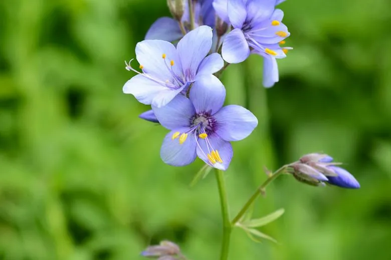 گُل نردبان یعقوب (Jacobs Ladder)نام علمی: (Polemonium caeruleum)
