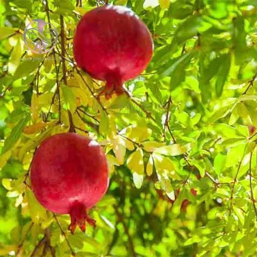 درخت انار ومزایای نگهداری آن در خانهPomegranate tree and the benefits of keeping it at home مجموعه تولیدی سیدوس ,تولید کننده گلدان پلاستیکی سیدوس ,بیش از 120نوع, اعم از گلدان استوانه ای پلاستیکی سیدوس,گلدان الماسی پلاستیکی سیدوس,گلدان مربعی پلاستیکی,گلدان مثلثی پلاستیکی,گلدان گرد پلاستیکی ,باکس مستطیلی,در اندازه های کاکتوسی تا درختچه ای