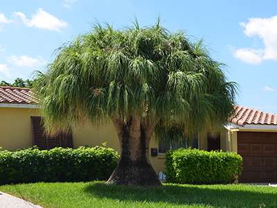 Ponytail palm