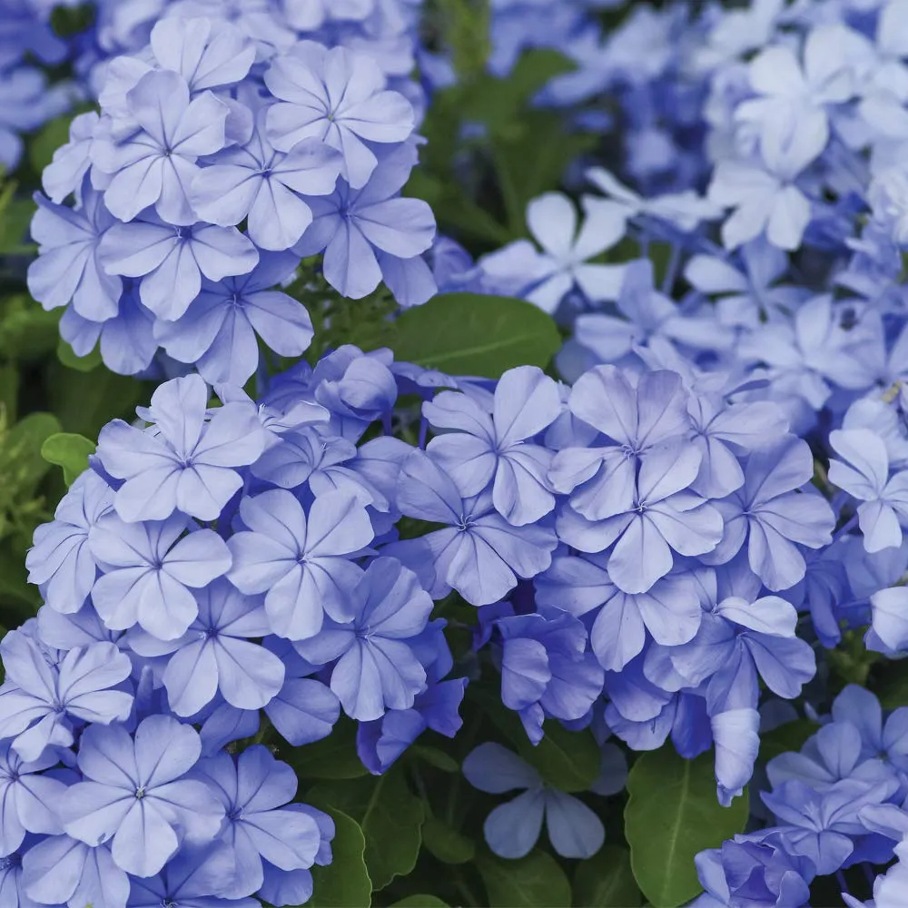گل یاس آبی (Cape Leadwort)نام علمی: (Plumbago auriculata)