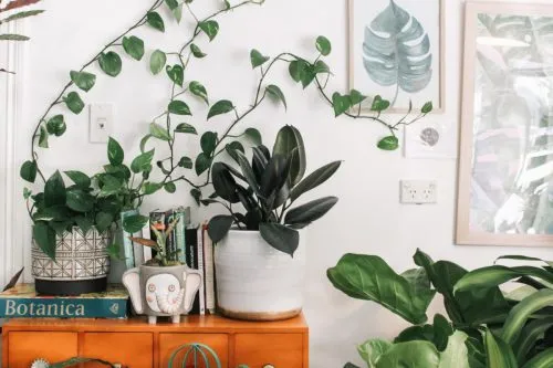 خرید گیاهان و7نکته کلیدی در این موردBuying Plants and 7 Key Points
مجموعه تولیدی سیدوس ,تولید کننده گلدان پلاستیکی سیدوس ,بیش از 120نوع, اعم از گلدان استوانه ای پلاستیکی سیدوس,گلدان الماسی پلاستیکی سیدوس,گلدان مربعی پلاستیکی,گلدان مثلثی پلاستیکی,گلدان گرد پلاستیکی ,باکس مستطیلی,در اندازه های کاکتوسی تا درختچه ای