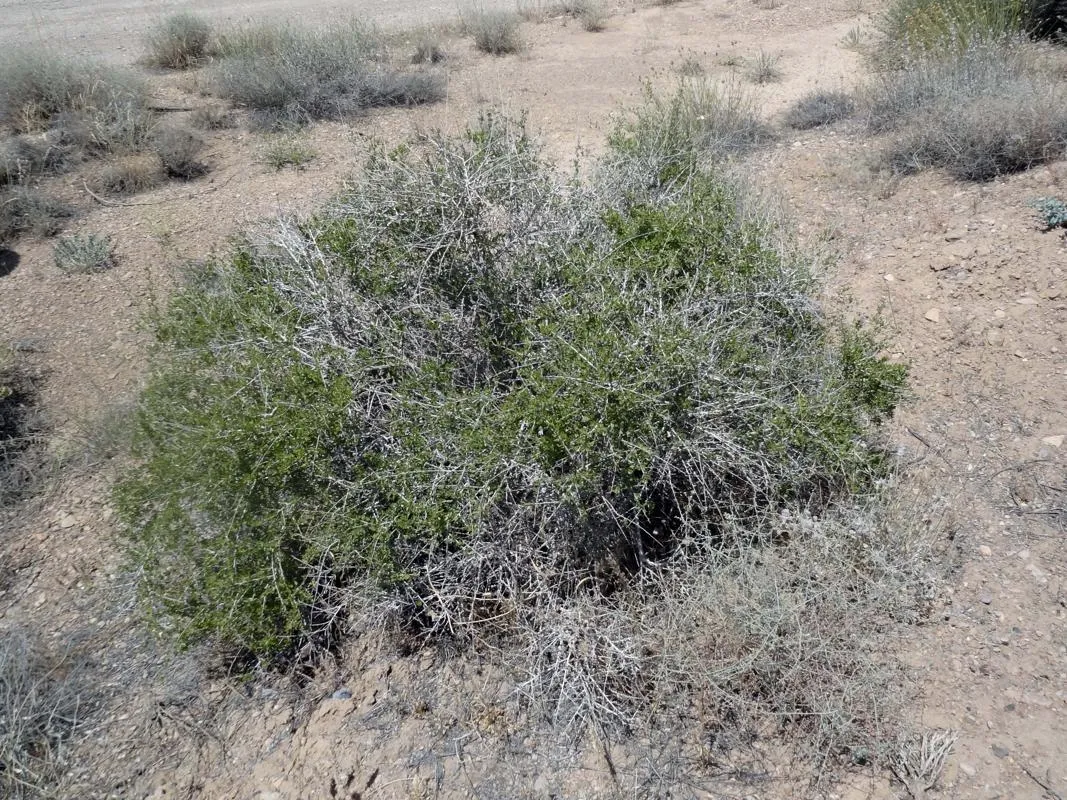 گیاه پرند یا پیارَندPteropyrum aucheri مجموعه تولیدی سیدوس ,تولید کننده گلدان پلاستیکی سیدوس ,بیش از 120نوع, اعم از گلدان استوانه ای پلاستیکی سیدوس,گلدان الماسی پلاستیکی سیدوس,گلدان مربعی پلاستیکی,گلدان مثلثی پلاستیکی,گلدان گرد پلاستیکی ,باکس مستطیلی,در اندازه های کاکتوسی تا درختچه ای 