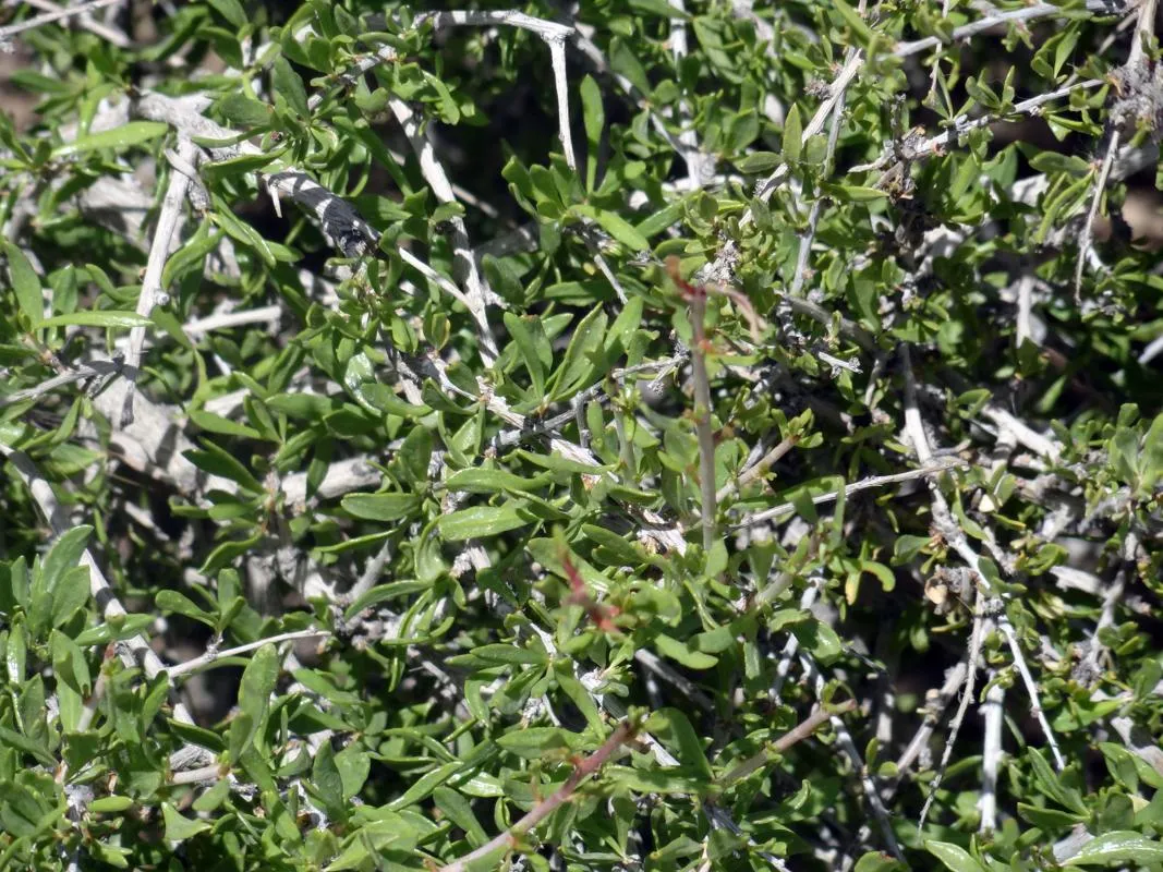 گیاه پرند یا پیارَندPteropyrum aucheri مجموعه تولیدی سیدوس ,تولید کننده گلدان پلاستیکی سیدوس ,بیش از 120نوع, اعم از گلدان استوانه ای پلاستیکی سیدوس,گلدان الماسی پلاستیکی سیدوس,گلدان مربعی پلاستیکی,گلدان مثلثی پلاستیکی,گلدان گرد پلاستیکی ,باکس مستطیلی,در اندازه های کاکتوسی تا درختچه ای 