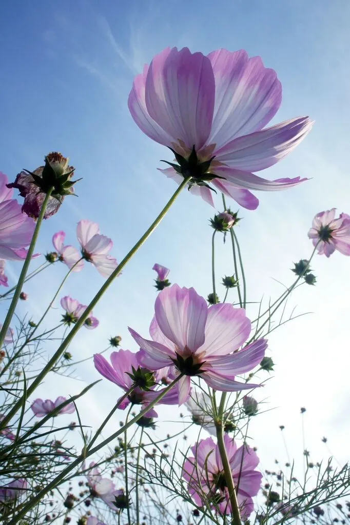 گل کیهانCosmos sulphureus ، مجموعه تولیدی سیدوس تولید کننده گلدان پلاستیکی سیدوس