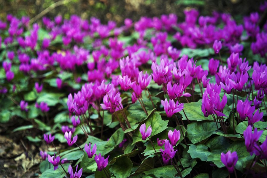 گل سیکلامن (hederifolium)