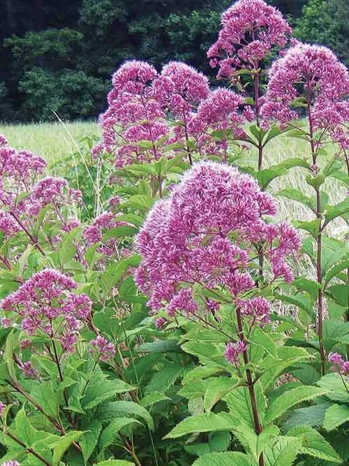 گل اوپاتوریومEupatorium Purpureum“
مجموعه تولیدی سیدوس تولید کننده گلدان پلاستیکی سیدوس