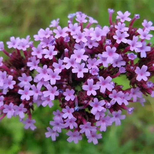 گل شاه پسند گیاهی با عادت رشد درختچه‌ای بوده و از خانواده Verbenaceae و نام علمی Verbena Bonariensis، متعلق به تیرۀ شاپسند است.مجموعه تولیدی سیدوس ,تولید کننده گلدان پلاستیکی سیدوس