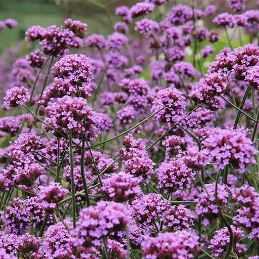 گل شاه پسند گیاهی با عادت رشد درختچه‌ای بوده و از خانواده Verbenaceae و نام علمی Verbena Bonariensis، متعلق به تیرۀ شاپسند است.مجموعه تولیدی سیدوس ,تولید کننده گلدان پلاستیکی سیدوس