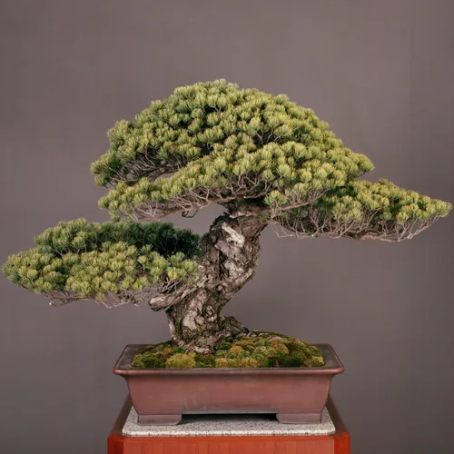 بونسای های عجیب و گرانبها در دنیاStrange and precious bonsai in the world
مجموعه تولیدی سیدوس ,تولید کننده گلدان پلاستیکی سیدوس ,بیش از 120نوع, اعم از گلدان استوانه ای پلاستیکی سیدوس,گلدان الماسی پلاستیکی سیدوس,گلدان مربعی پلاستیکی,گلدان مثلثی پلاستیکی,گلدان گرد پلاستیکی ,باکس مستطیلی,در اندازه های کاکتوسی تا درختچه ای