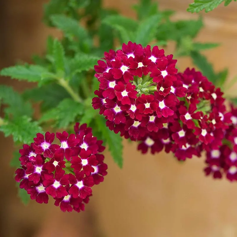 گل شاه پسند گیاهی با عادت رشد درختچه‌ای بوده و از خانواده Verbenaceae و نام علمی Verbena Bonariensis، متعلق به تیرۀ شاپسند است.مجموعه تولیدی سیدوس ,تولید کننده گلدان پلاستیکی سیدوس