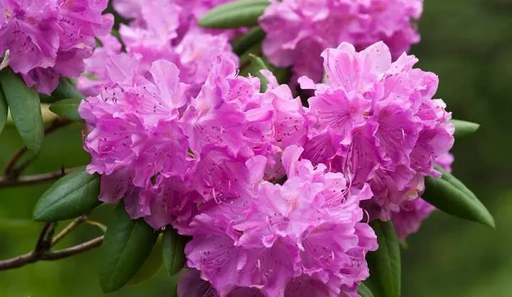 Rhododendron-plant-and-care گل رودودندرون Rhododendron ponticum رودودندرون خرزه هندی مجموعه تولیدی سیدوس تولید کننده گلدان پلاستیکی سیدوس