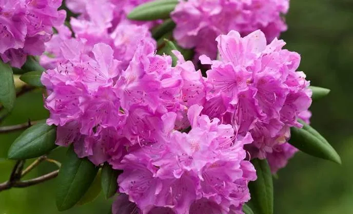 Rhododendron ponticum رودودندرون خرزه هندی مجموعه تولیدی سیدوس تولید کننده گلدان پلاستیکی سیدوس