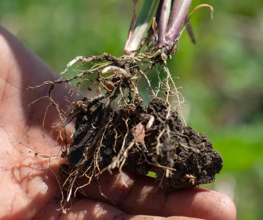 پوسیدگی ریشه گیاهان و روش درمانPlant root rot and treatment methods
مجموعه تولیدی سیدوس ,تولید کننده گلدان پلاستیکی سیدوس ,بیش از 120نوع, اعم از گلدان استوانه ای پلاستیکی سیدوس,گلدان الماسی پلاستیکی سیدوس,گلدان مربعی پلاستیکی,گلدان مثلثی پلاستیکی,گلدان گرد پلاستیکی ,باکس مستطیلی,در اندازه های کاکتوسی تا درختچه ای