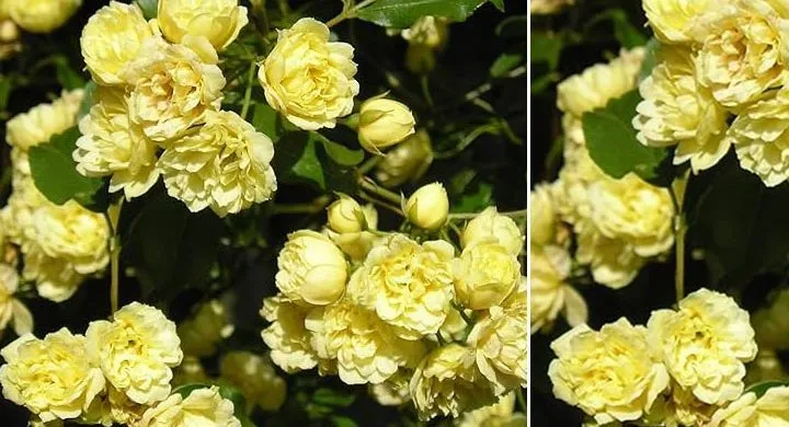 گل رز آبشار طلایی، گیاهی چندساله از جنس رزا (Rosa) و خانواده Rosaceae معمولا به عنوان رز Lady Banks در جهان شناخته میشودمجموعه تولیدی سیدوس ,تولید کننده گلدان پلاستیکی سیدوس