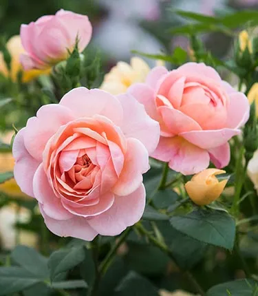 گل رز وشرایط نگهداری از آنRoses and their care requirements گلدان پلاستیکی Plastic pot, plastic vase مجموعه تولیدی سیدوس ,تولید کننده گلدان پلاستیکی سیدوس ,بیش از 120نوع, اعم از گلدان استوانه ای پلاستیکی سیدوس,گلدان الماسی پلاستیکی سیدوس,گلدان مربعی پلاستیکی,گلدان مثلثی پلاستیکی,گلدان گرد پلاستیکی ,باکس مستطیلی,در اندازه های کاکتوسی تا درختچه ای