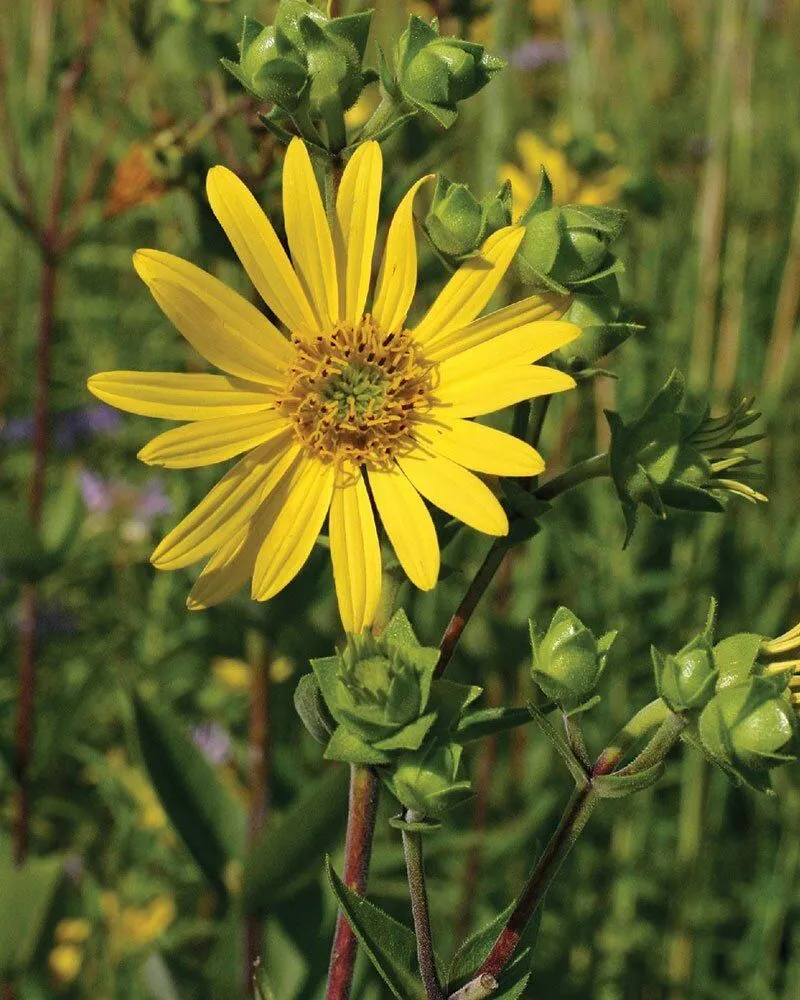 گل سیلفیومperfoliatum Silphium خانواده Asteraceae مجموعه تولیدی سیدوس ,تولید کننده گلدان پلاستیکی سیدوس