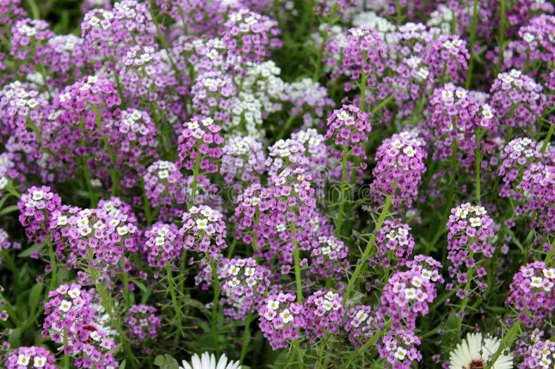 Sweet alyssum