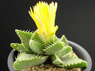 کاکتوس فائوکاریا, Faucaria Tigrina,Aizoaceae, Mesembryanthemum tigrinum مجموعه تولیدی گلدان پلاستیکی سیدوس ,تولید کننده گلدان پلاستیکی استوانه ای سیدوس بهترین گزینه برای کاکتوس های زیبای شما