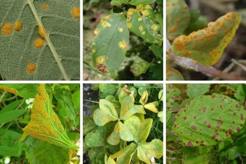بیماری های رایج گیاهان آپارتمانیCommon houseplant diseases مجموعه تولیدی سیدوس ,تولید کننده گلدان پلاستیکی سیدوس ,بیش از 120نوع, اعم از گلدان استوانه ای پلاستیکی سیدوس,گلدان الماسی پلاستیکی سیدوس,گلدان مربعی پلاستیکی,گلدان مثلثی پلاستیکی,گلدان گرد پلاستیکی ,باکس مستطیلی,در اندازه های کاکتوسی تا درختچه ای