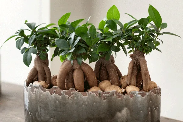گیاهان ومعجزه گلدان گل و گیاهPlants and the miracle of flower pots and plants
 مجموعه تولیدی سیدوس ,تولید کننده گلدان پلاستیکی سیدوس ,بیش از 120نوع, اعم از گلدان استوانه ای پلاستیکی سیدوس,گلدان الماسی پلاستیکی سیدوس,گلدان مربعی پلاستیکی,گلدان مثلثی پلاستیکی,گلدان گرد پلاستیکی ,باکس مستطیلی,در اندازه های کاکتوسی تا درختچه ای