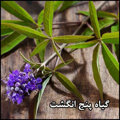 گیاه پنج انگشت یک گونه از سرده پنج انگشت است. نام علمی: Vitex agnus-castus
رده بندی بالاتر :ویتکس
تیره : شاه پسند
گونه: V. agnus-castus
مجموعه تولیدی گلدان پلاستیکی سیدوس