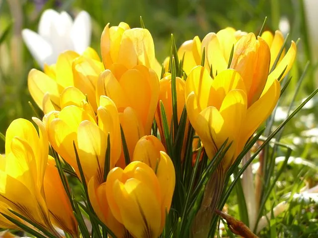 زعفران جامه طلائی Crocus angustifolius مجموعه تولیدی سیدوس,تتولید کننده گلدان پلاستیکی سیدوس,