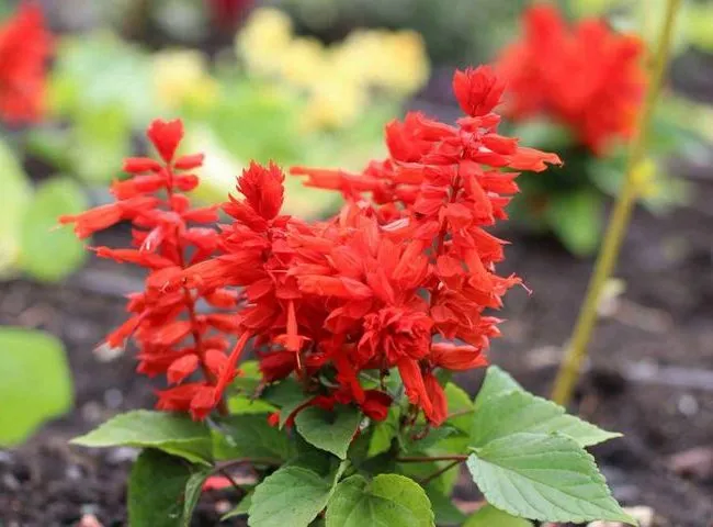 گل سلوی دائمی یا مریم گلی زینتی با نام علمی “Salvia splendens” یکی از زیباترین گل‌های تابستانه است. مجموعه تولیدی سیدوس تولید کننده محصولات پلاسکو آشپزخانه وگلدان پلاستیکی سیدوس