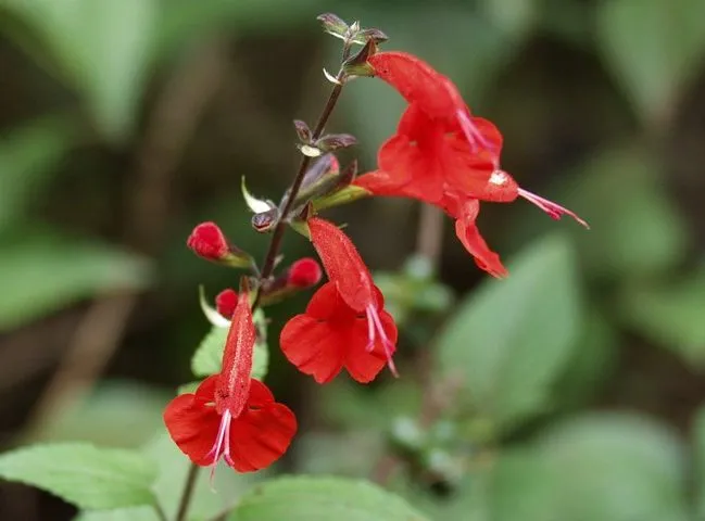 گل سلوی دائمی یا مریم گلی زینتی با نام علمی “Salvia splendens” یکی از زیباترین گل‌های تابستانه است. مجموعه تولیدی سیدوس تولید کننده محصولات پلاسکو آشپزخانه وگلدان پلاستیکی سیدوس