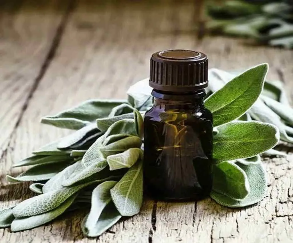 گیاهان در دسترس برای تولید رنگ موی طبیعیPlants available for producing natural hair dye
 مجموعه تولیدی سیدوس ,تولید کننده گلدان پلاستیکی سیدوس ,بیش از 120نوع, اعم از گلدان استوانه ای پلاستیکی سیدوس,گلدان الماسی پلاستیکی سیدوس,گلدان مربعی پلاستیکی,گلدان مثلثی پلاستیکی,گلدان گرد پلاستیکی ,باکس مستطیلی,در اندازه های کاکتوسی تا درختچه ای