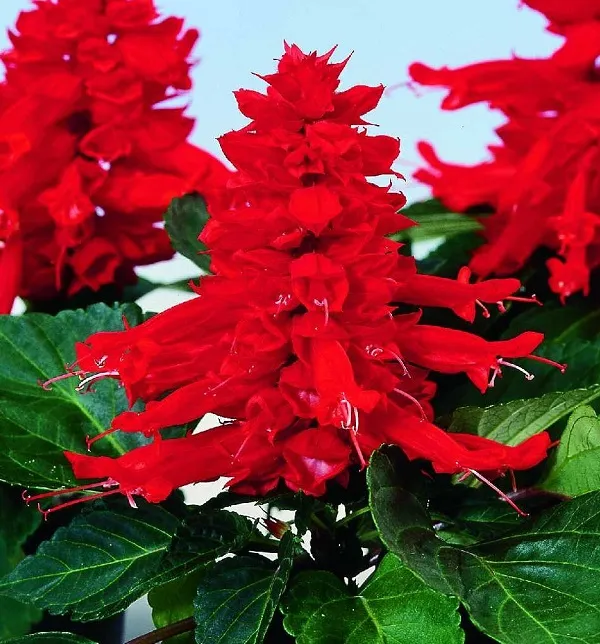 گل سلوی دائمی یا مریم گلی زینتی با نام علمی “Salvia splendens” یکی از زیباترین گل‌های تابستانه است. مجموعه تولیدی سیدوس تولید کننده محصولات پلاسکو آشپزخانه وگلدان پلاستیکی سیدوس