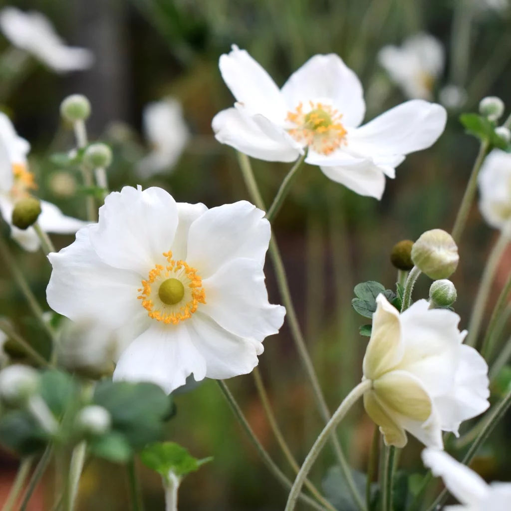 گل شقایق ژاپنی/ گل شقایق نعمانی (Japanese Anemone)نام علمی: (Anemone hupehensis)
