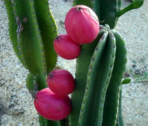 کاکتوس و میوه آن وموثرترین خواص آن برای سلامتی ولاغریCactus and its fruit and its most effective properties for health and weight loss مجموعه تولیدی سیدوس ,تولید کننده گلدان پلاستیکی سیدوس
