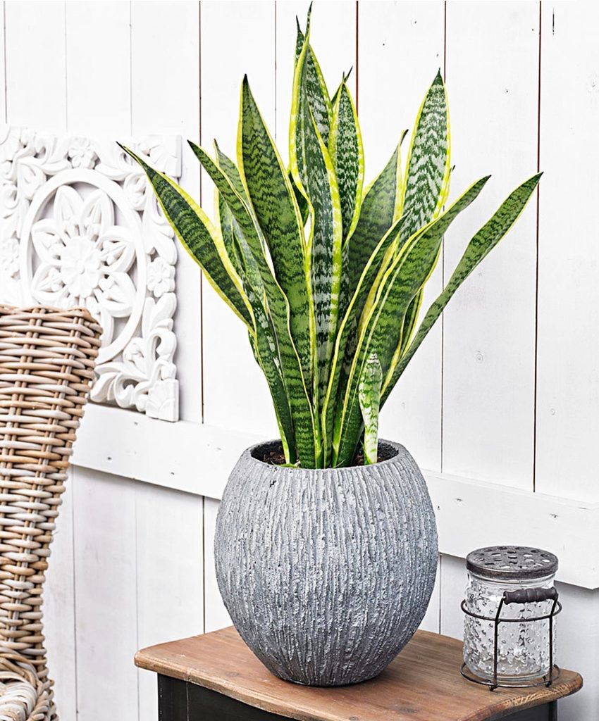 Sansevieria سانسوریا