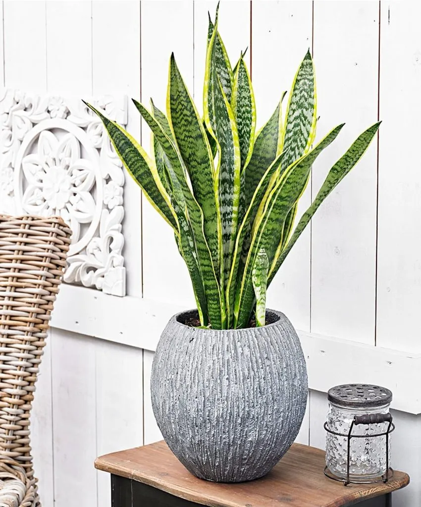 Sansevieria سانسوریا