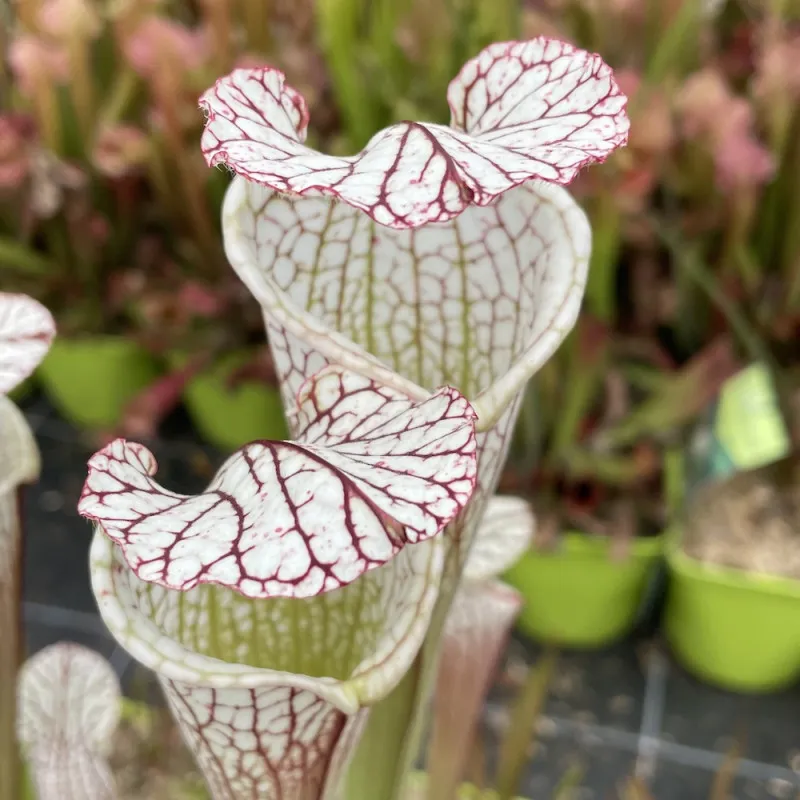 گل تله شیپوری سفید / گل سارسنیا لئوکوفیلا (White-Topped Pitcher Plant)نام علمی: (Sarracenia leucophylla)