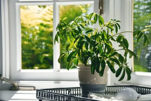 گیاه آپارتمانی مناسب مناطق گرمسیریHouseplant suitable for tropical areas مجموعه تولیدی سیدوس ,تولید کننده گلدان پلاستیکی سیدوس ,بیش از 120نوع, اعم از گلدان استوانه ای پلاستیکی سیدوس,گلدان الماسی پلاستیکی سیدوس,گلدان مربعی پلاستیکی,گلدان مثلثی پلاستیکی,گلدان گرد پلاستیکی ,باکس مستطیلی,در اندازه های کاکتوسی تا درختچه ای