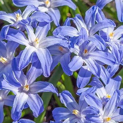 گل شینودوکسانام انگلیسی: chionodoxa
نام دیگر: شکوه برف
فصل کاشت: بهار و پاییز
نور: نور کامل 
خاک: سبک و شنی با زهکشی بالا
دمای جوانه زنی: 18-32
زمان گل دهی: بهار و اوایل تابستان
ارتفاع گیاه: 5 الی 10 سانتیمتر
رنگ گل: آبی تا بنفش
نیاز سرمایی: 2 ماه
chionodoxa
 Chionodoxa luciliae
LILIACEAE
مجموعه تولیدی سیدوس تولید کننده گلدان پلاستیکی سیدوس