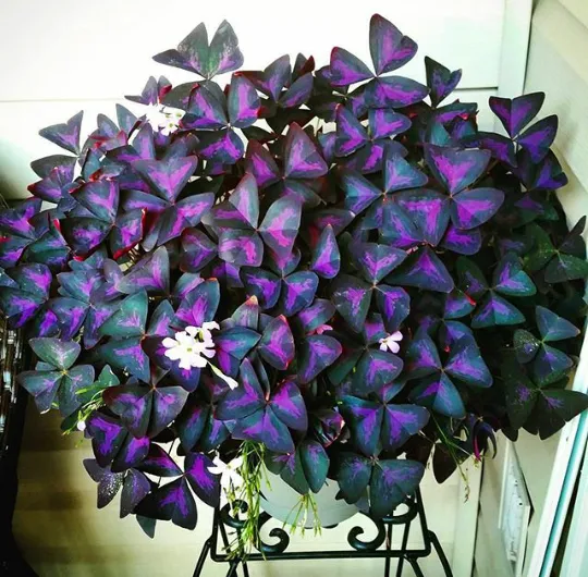 گل شبدر ترشک,گیاه Oxalis corniculata (با نام فارسی شبدر ترشک و نام محلی ترشه واش)مجموعه تولیدی سیدوس تولید کننده گلدان پلاستیکی سیدوس,اعم از استوانه ای,مربعی,سه گوش,گرد,و120مدل گلدان پلاستیکی شکیل