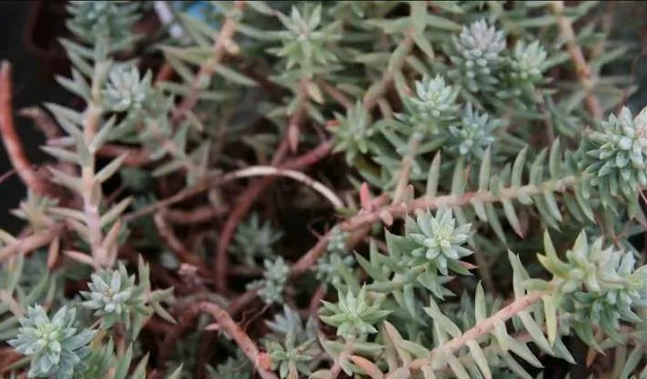 OLYMPUS DIGITAL گل سدوم (گل دم الاغی، گل یخی)SEDUM RUBROTINCTUM CAMERAگلدان پلاستیکی سیدوس multiceps