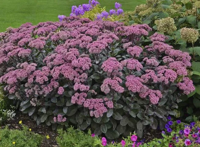 OLYMPUS DIGITAL گل سدوم (گل دم الاغی، گل یخی)SEDUM RUBROTINCTUM CAMERAگلدان پلاستیکی سیدوس multiceps