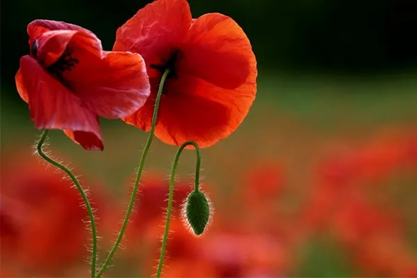 shaghayegh گل شقایق این گیاه از خانواده (Papaveraceae) با نام علمی (Shirley Series ,Papaver rhoeas) مجموعه تولیدی سیدوس تولید کننده گلدان پلاستیکی سیدوس