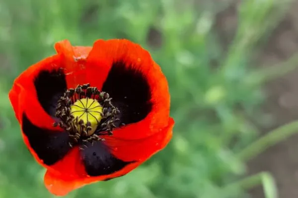shaghayegh گل شقایق این گیاه از خانواده (Papaveraceae) با نام علمی (Shirley Series ,Papaver rhoeas) مجموعه تولیدی سیدوس تولید کننده گلدان پلاستیکی سیدوس