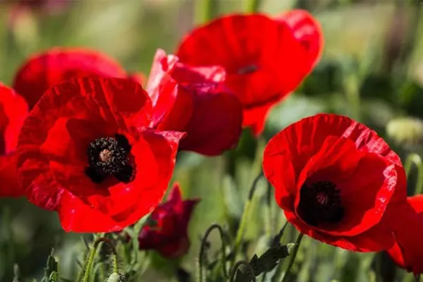 گل شقایقاین گیاه از خانواده (Papaveraceae) با نام علمی (Shirley Series ,Papaver rhoeas)
مجموعه تولیدی سیدوس تولید کننده گلدان پلاستیکی سیدوس