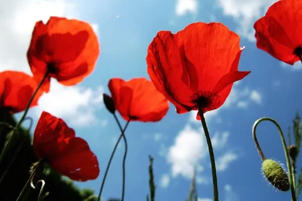 shaghayegh گل شقایق این گیاه از خانواده (Papaveraceae) با نام علمی (Shirley Series ,Papaver rhoeas) مجموعه تولیدی سیدوس تولید کننده گلدان پلاستیکی سیدوس