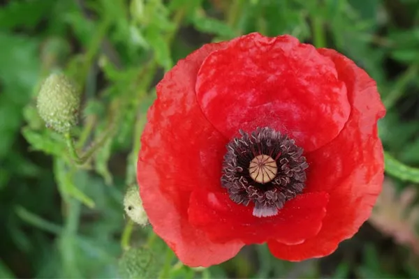 shaghayegh گل شقایق این گیاه از خانواده (Papaveraceae) با نام علمی (Shirley Series ,Papaver rhoeas) مجموعه تولیدی سیدوس تولید کننده گلدان پلاستیکی سیدوس