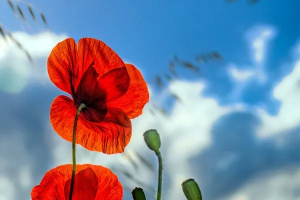shaghayegh گل شقایق این گیاه از خانواده (Papaveraceae) با نام علمی (Shirley Series ,Papaver rhoeas) مجموعه تولیدی سیدوس تولید کننده گلدان پلاستیکی سیدوس