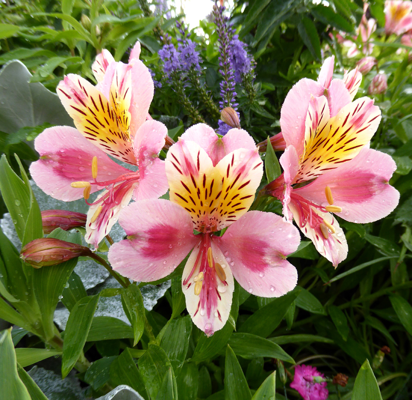 گل آلسترومریاAlstroemeria flower 