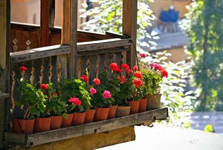 گل شمعدانیGeranium
